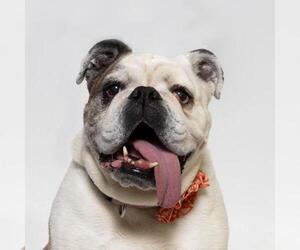 Bulldog Dogs for adoption in Santa Maria, CA, USA