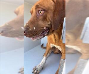 Rhodesian Ridgeback Dogs for adoption in Houston, TX, USA