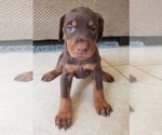 Small Photo #3 Doberman Pinscher Puppy For Sale in RIVERSIDE, CA, USA