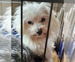 Small #7 Maltese