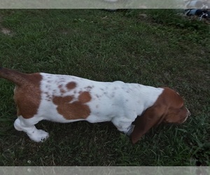 Basset Hound Puppy for sale in SPARTA, MO, USA