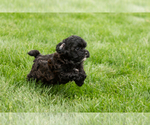 Small #6 Shih-Poo
