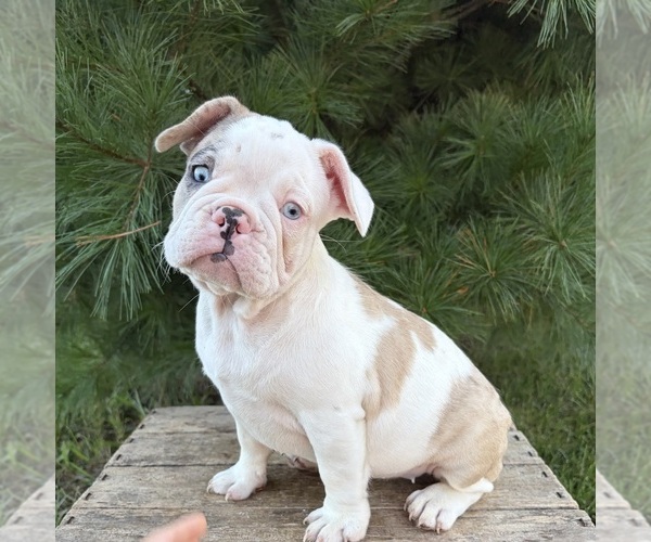 Medium Photo #4 French Bulldog Puppy For Sale in MIDDLEBURY, IN, USA