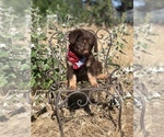 Small Photo #14 Aussiedoodle Miniature  Puppy For Sale in OROFINO, ID, USA