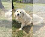 Small #2 Great Pyrenees
