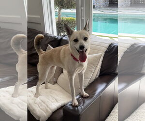 Darla * - Female Mutt Dog for Adoption - Photo #4