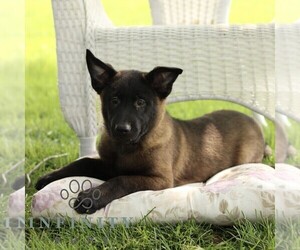 Belgian Malinois Puppy for sale in RONKS, PA, USA