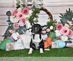 Small Photo #3 Chihuahua Puppy For Sale in CHARLESTON, AR, USA