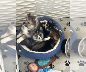 Pomsky-Shiba Inu Mix Litter for sale in NASHUA, NH, USA