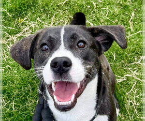 Mutt Dogs for adoption in Canton, CT, USA