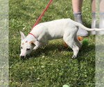 Small #1 Mutt