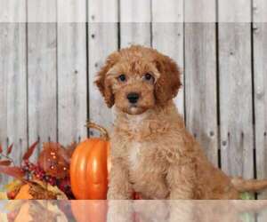 Goldendoodle Puppy for sale in MOUNT VERNON, OH, USA