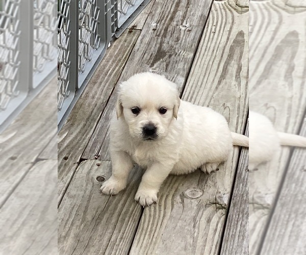 Medium Photo #2 Golden Retriever Puppy For Sale in KEYSTONE HEIGHTS, FL, USA