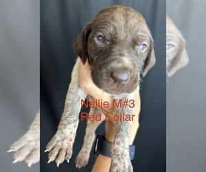 German Shorthaired Pointer Puppy for sale in GREENVILLE, SC, USA