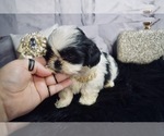 Puppy 0 Shih Tzu