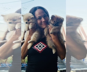 Pomeranian Puppy for sale in SAN GABRIEL, CA, USA