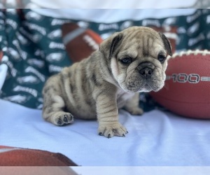 Medium English Bulldog