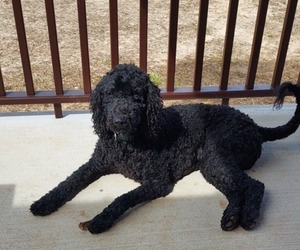Mother of the Labradoodle puppies born on 04/22/2025