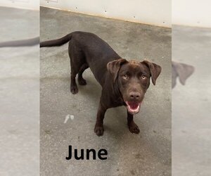 Labrador Retriever-Unknown Mix Dogs for adoption in Mountain View, AR, USA