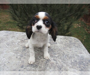 Cavalier King Charles Spaniel Puppy for sale in KOKOMO, IN, USA