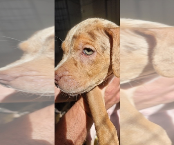 Medium Photo #1 Catahoula Bulldog Puppy For Sale in MIAMI BEACH, FL, USA