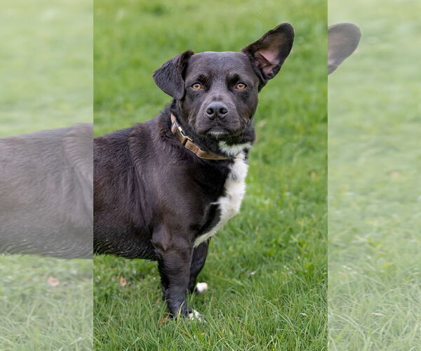 Medium Photo #6 American Pit Bull Terrier-Pembroke Welsh Corgi Mix Puppy For Sale in McKinney, TX, USA