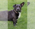 Small #5 American Pit Bull Terrier-Pembroke Welsh Corgi Mix