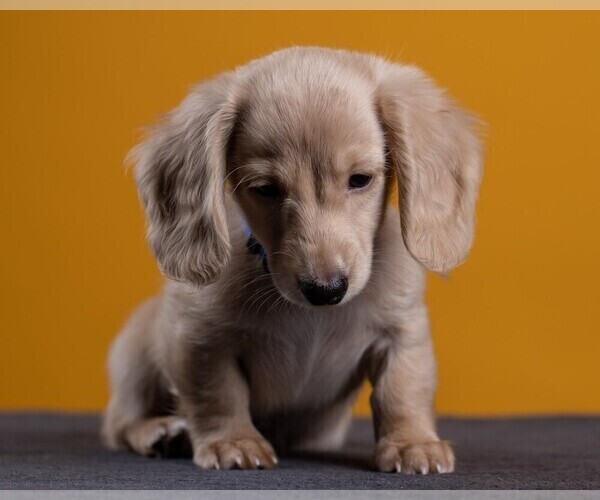 Medium Photo #62 Dachshund Puppy For Sale in CROWLEY, TX, USA