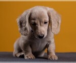 Small Photo #62 Dachshund Puppy For Sale in CROWLEY, TX, USA