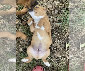 Labrador Retriever Puppy for sale in HAMILTON, OH, USA