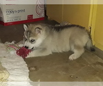 Small Photo #5 Siberian Husky Puppy For Sale in LA VERNE, CA, USA