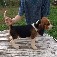 Beagle Puppy for sale in BEDFORD, VA, USA