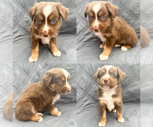 Miniature Australian Shepherd Puppy for sale in BROOKER, FL, USA