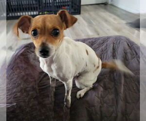 Rat Terrier-Unknown Mix Dogs for adoption in Brewster, NY, USA