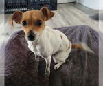 Small Rat Terrier Mix