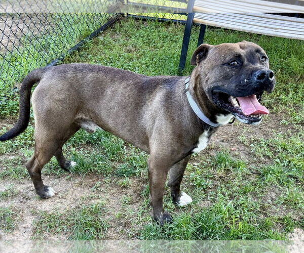 Medium Photo #2 American Pit Bull Terrier-Unknown Mix Puppy For Sale in Millersville, MD, USA