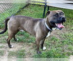 Small #1 American Pit Bull Terrier Mix