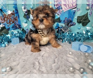 Yorkshire Terrier Puppy for sale in HARKER HEIGHTS, TX, USA