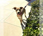 Small #6 Labrador Retriever Mix