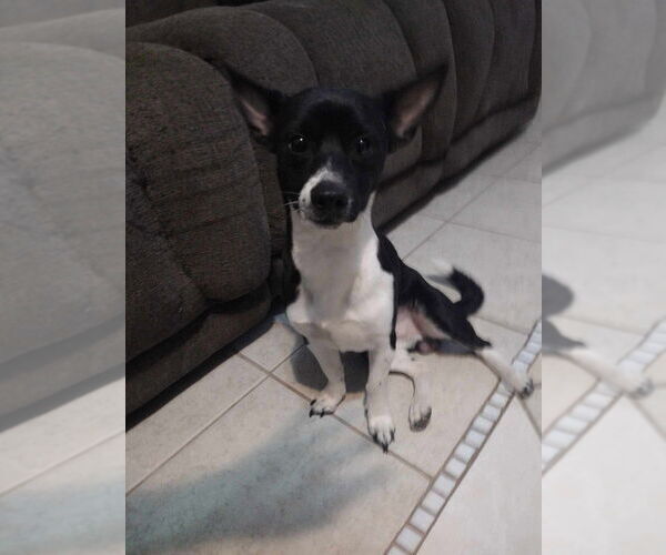 Medium Photo #2 Chihuahua Puppy For Sale in FRAMINGHAM, MA, USA