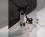 Small #1 Chihuahua