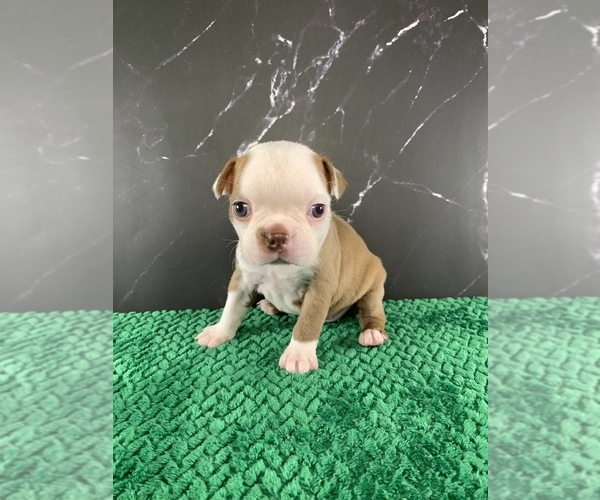 Medium Photo #5 Boston Terrier Puppy For Sale in TULARE, CA, USA