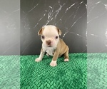 Small #4 Boston Terrier