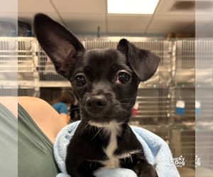 Chihuahua-Unknown Mix Dogs for adoption in Washington, DC, USA