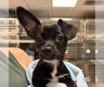 Small Chihuahua Mix