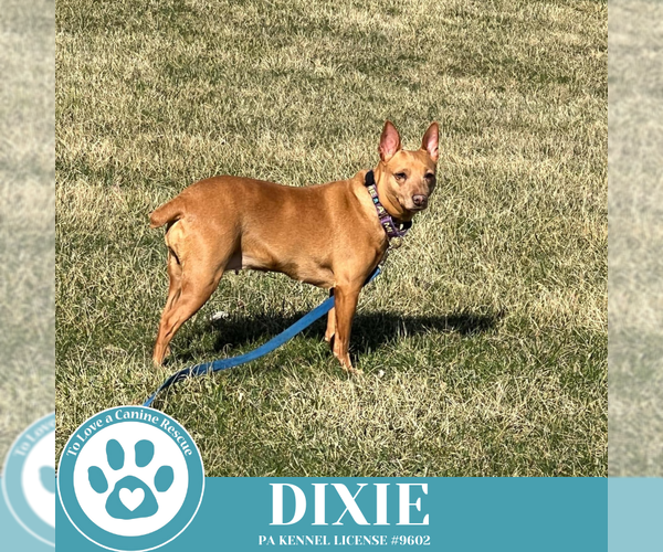 Medium Photo #8 Feist Terrier-Unknown Mix Puppy For Sale in Kimberton, PA, USA