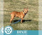 Small #7 Feist Terrier Mix