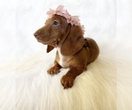 Small #2 Dachshund