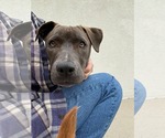Small #1 Labrador Retriever Mix