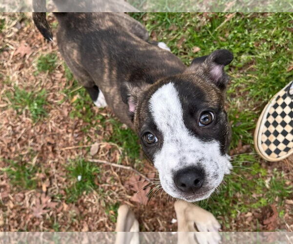 Medium Photo #20 American Staffordshire Terrier-German Shepherd Dog Mix Puppy For Sale in McDonough, GA, USA